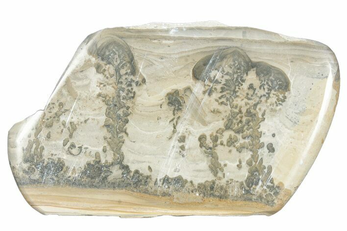 Triassic Aged Stromatolite Fossil - England #285749